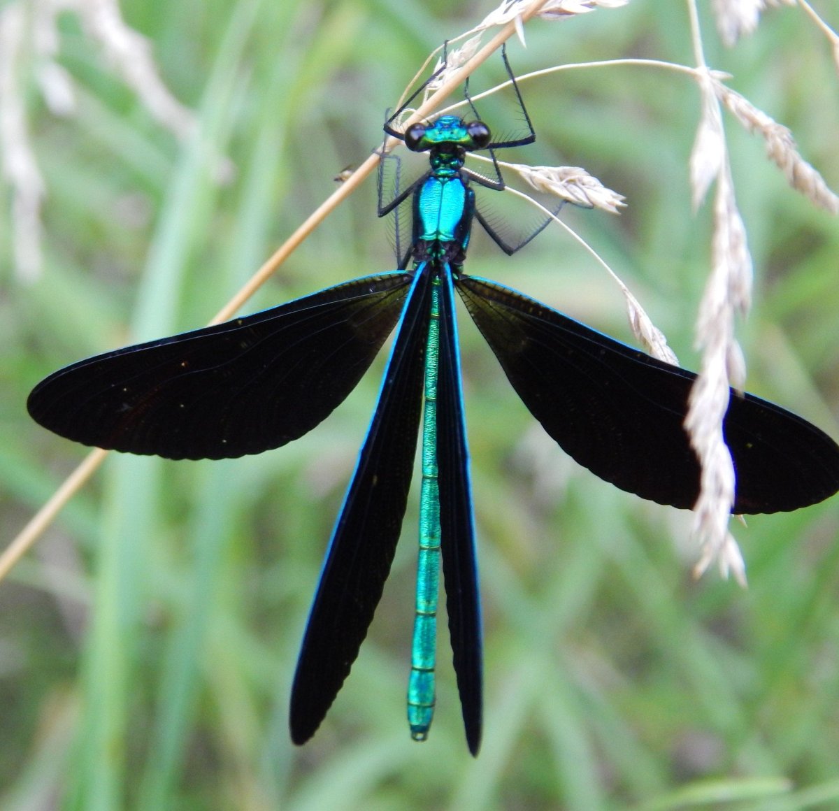 Красотка японская – Calopteryx japonica