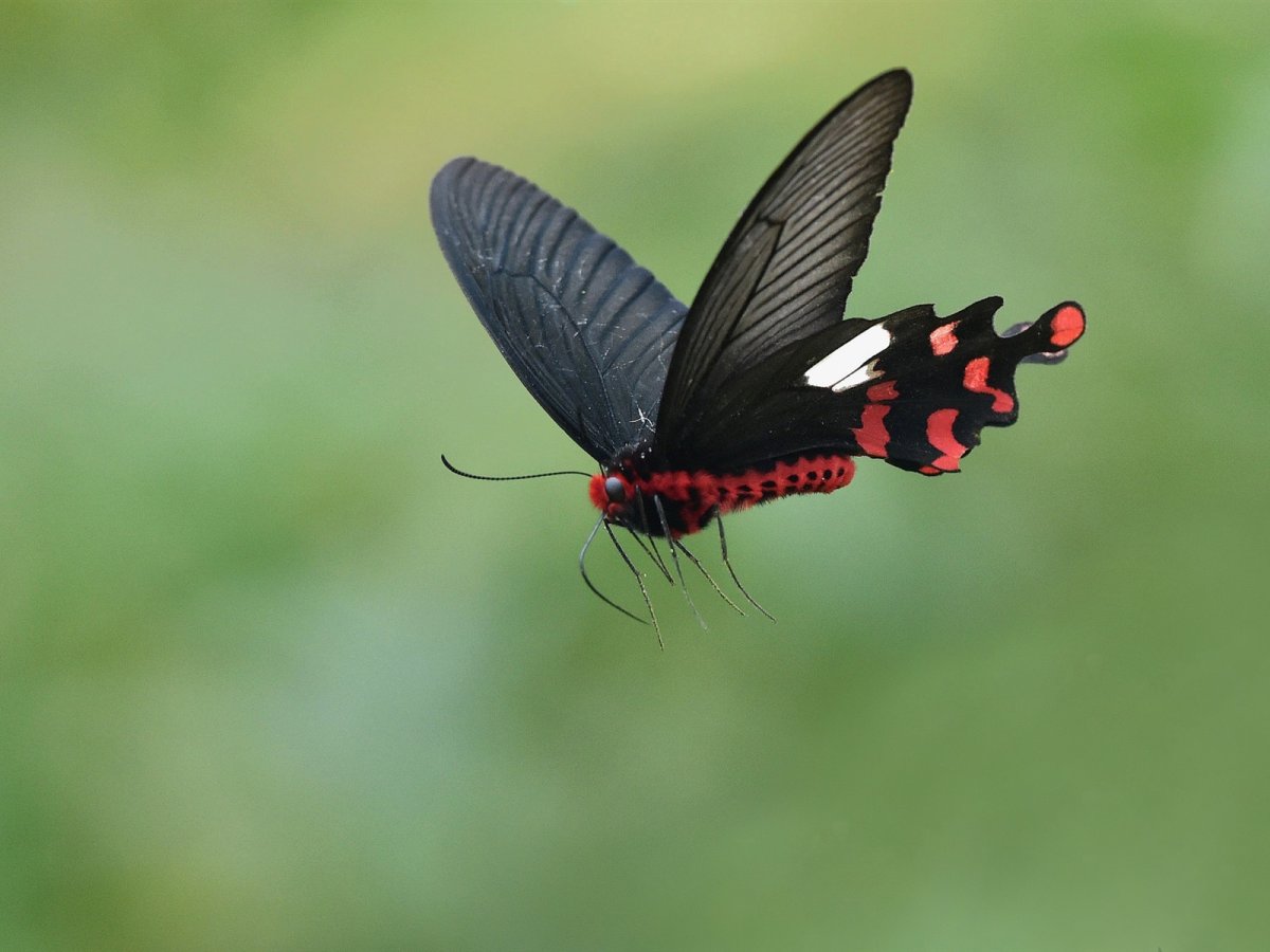 Бабочки летают