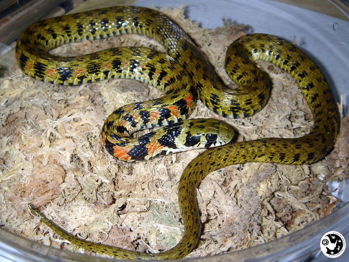 Тигровый уж Rhabdophis tigrinus