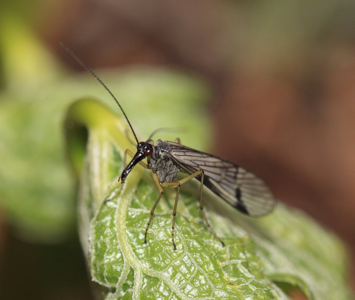 Кровососущие насекомые Подмосковья летающие