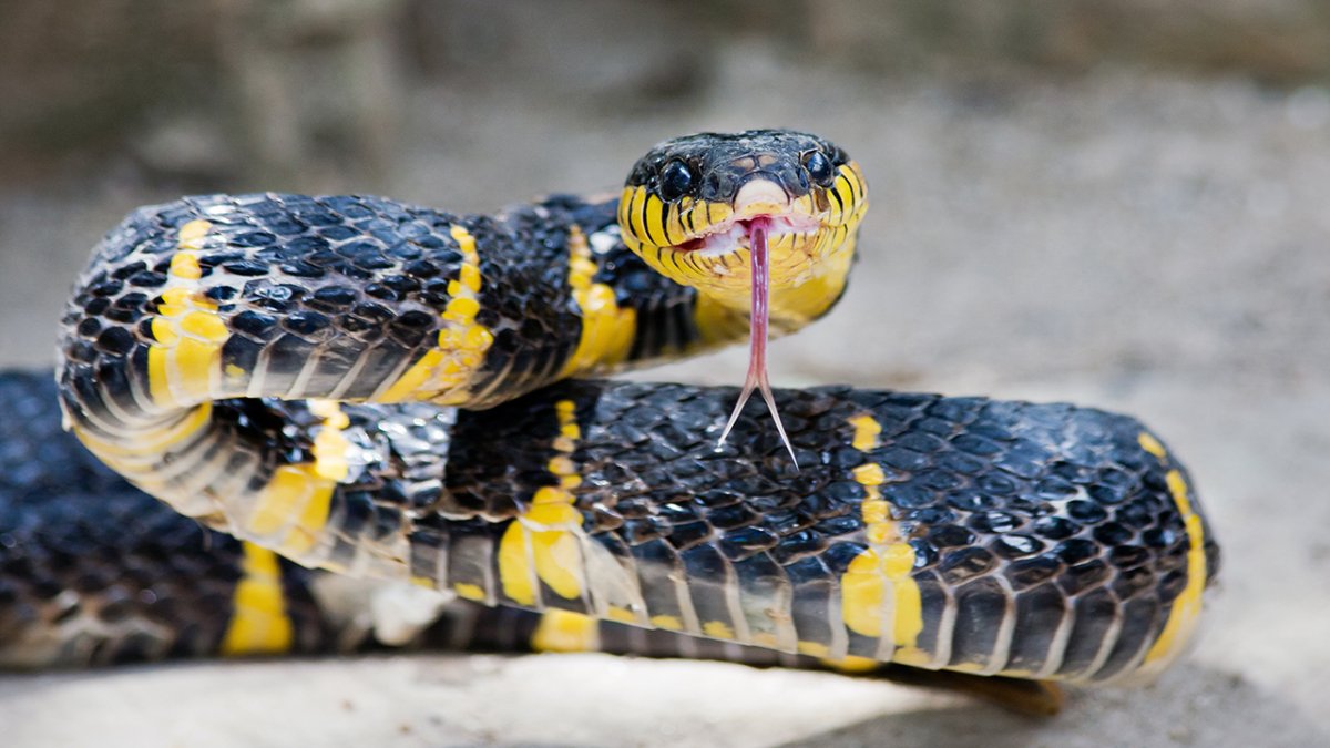 Амурский полоз альбинос