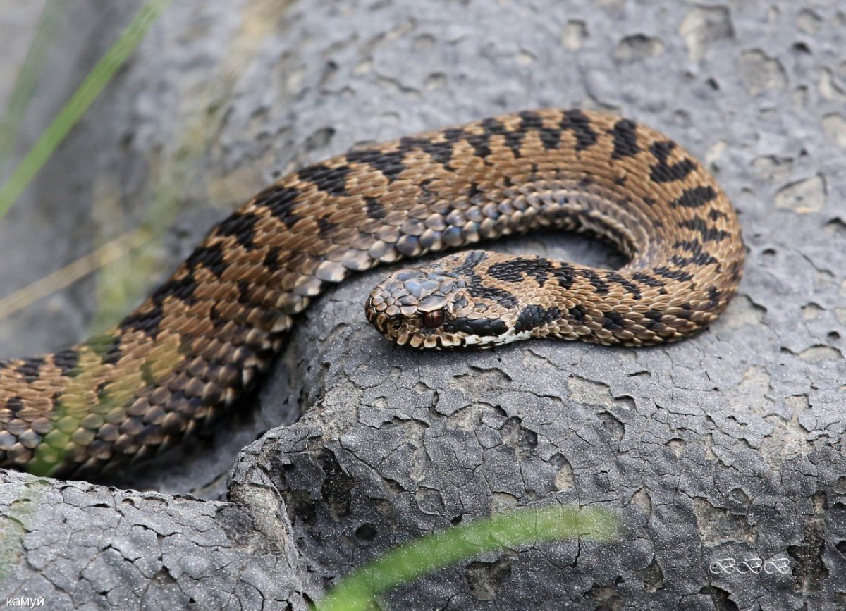 Щитомордник змея Дальневосточный