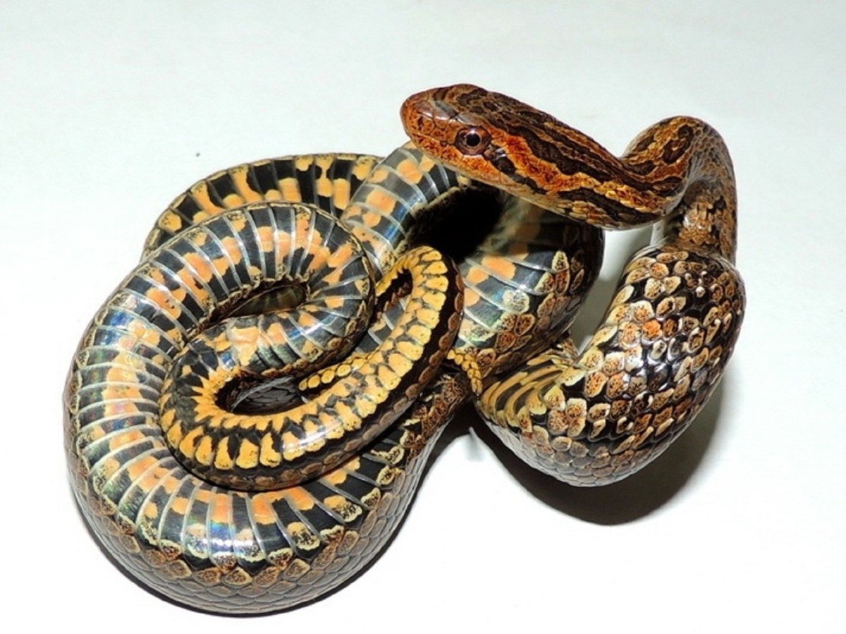 Змея красноспинный полоз