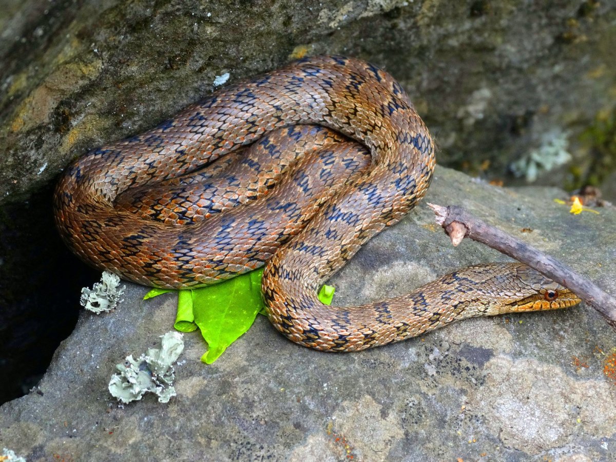 Полоз змея Приморский край