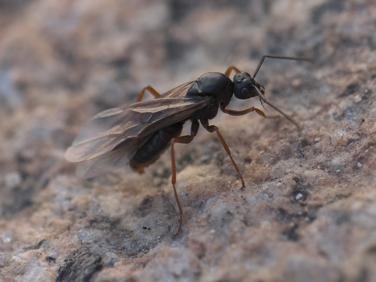 Формика Руфа самец