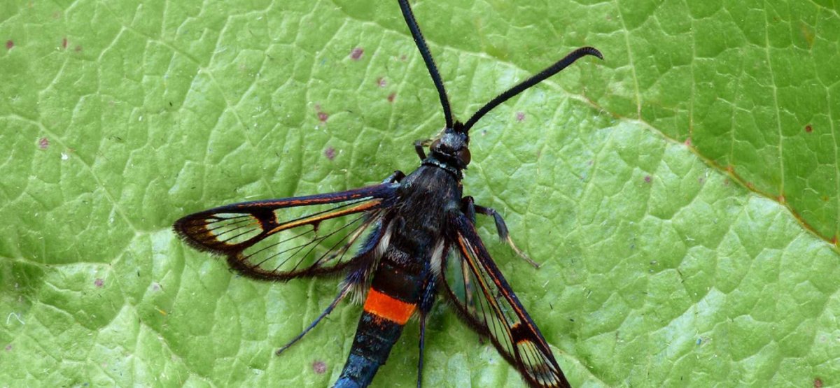 Стеклянница комаровидная