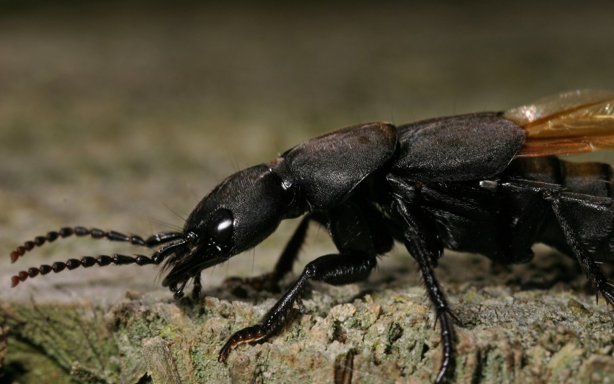 Жук усач короткоусый