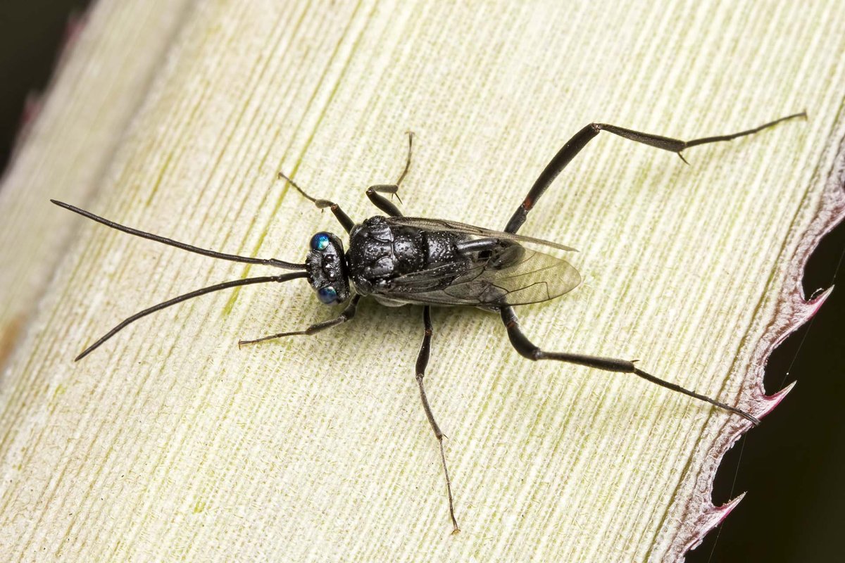 Наездники Evaniidae