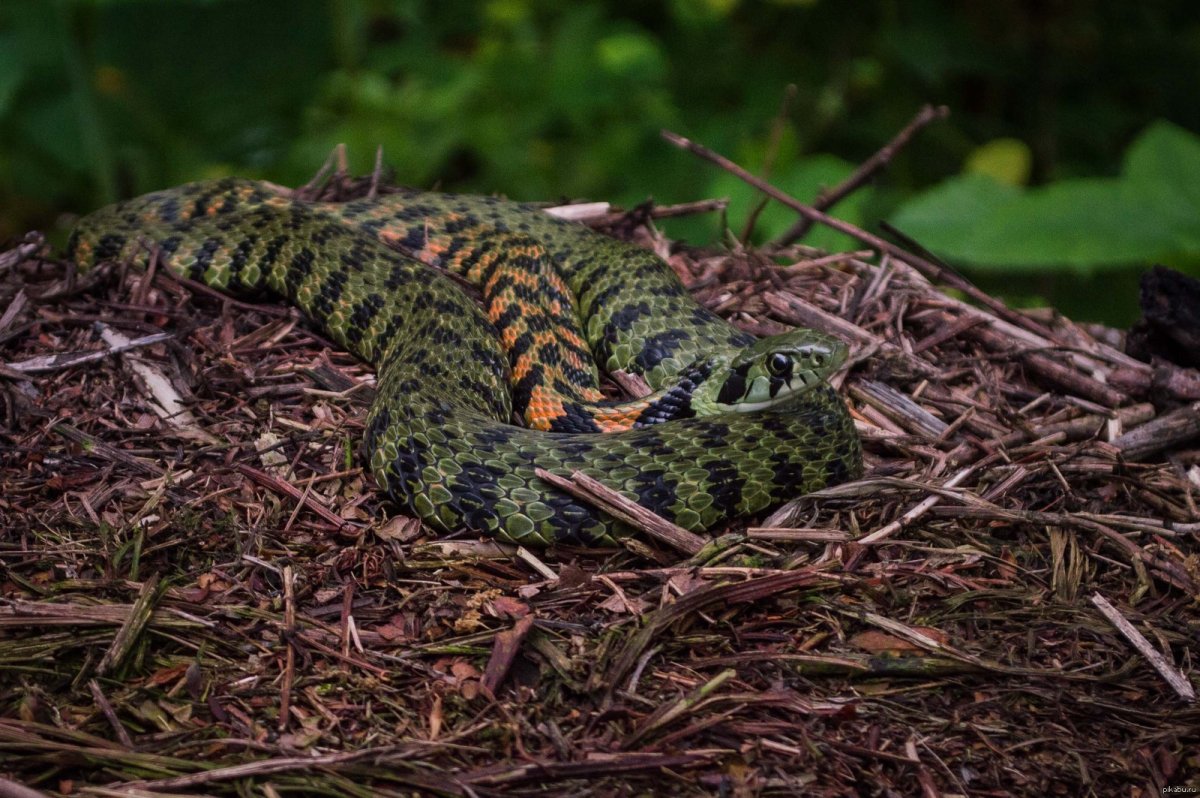 Дальневосточный тигровый полоз