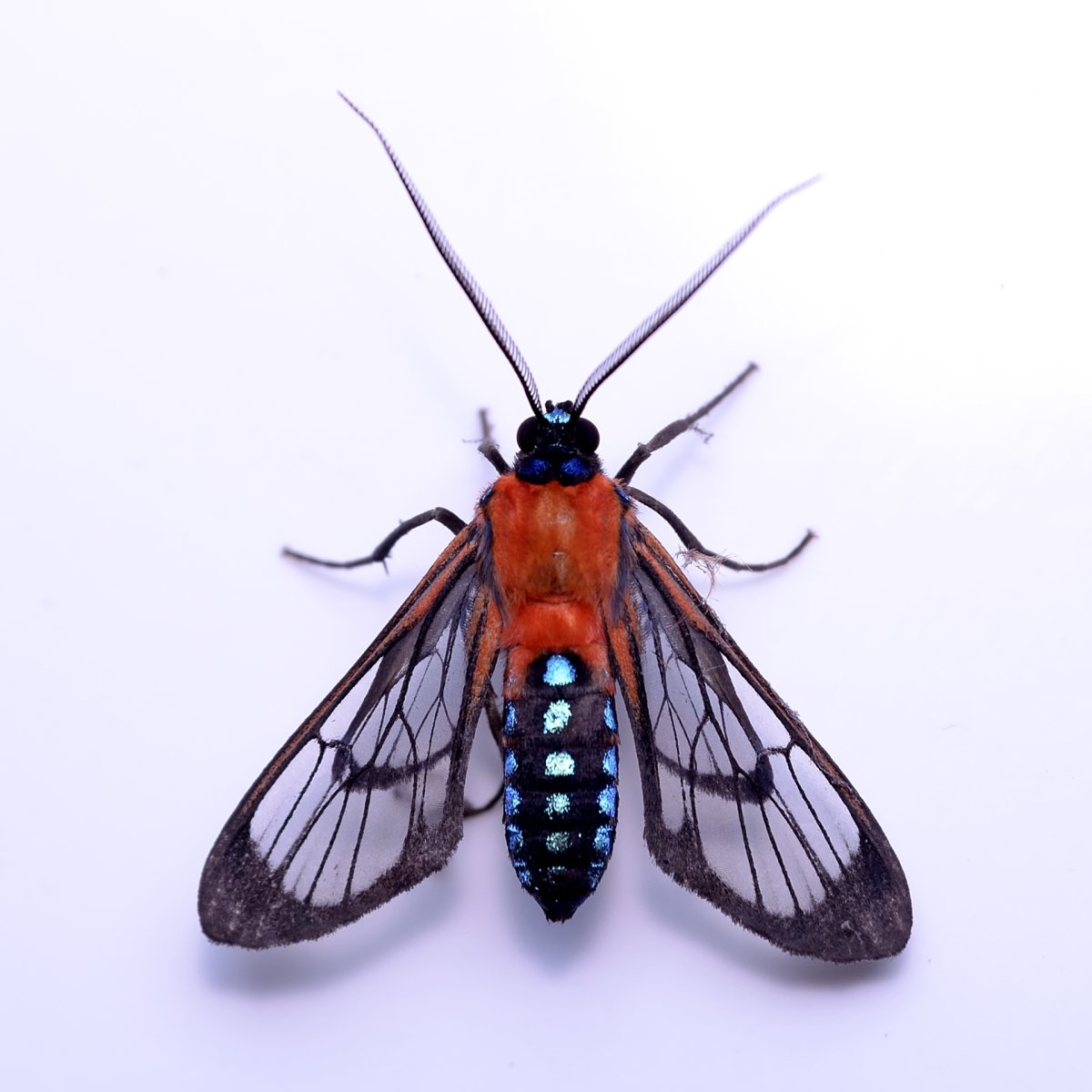 Крылья насекомых