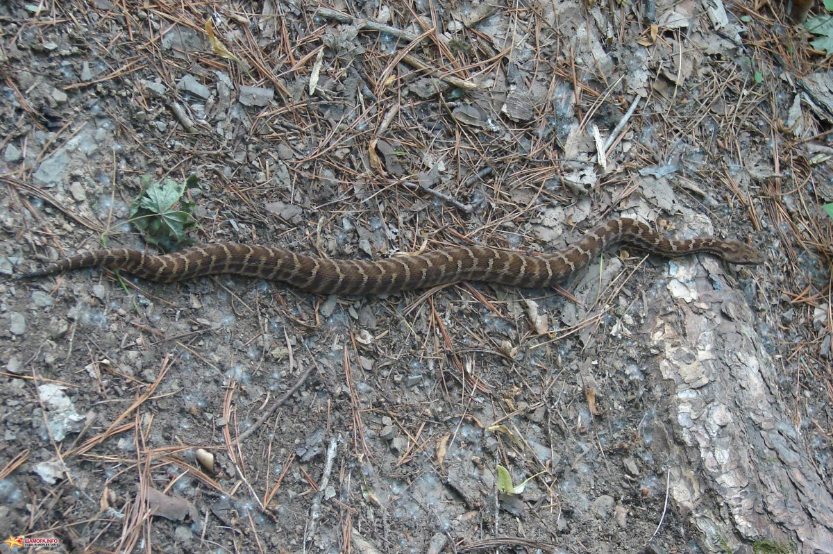 Щитомордник Амурский фото