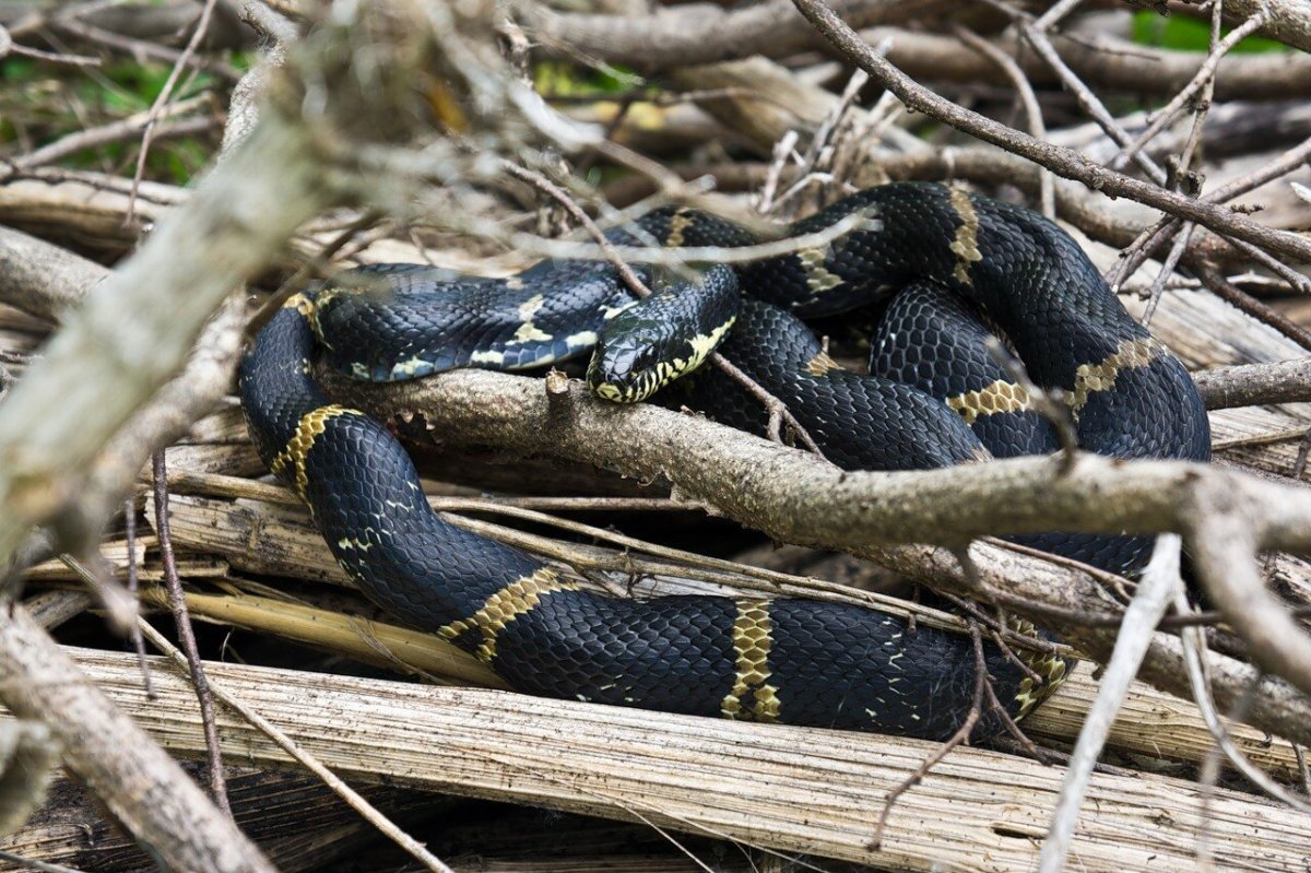 Полоз Шренка Амурский