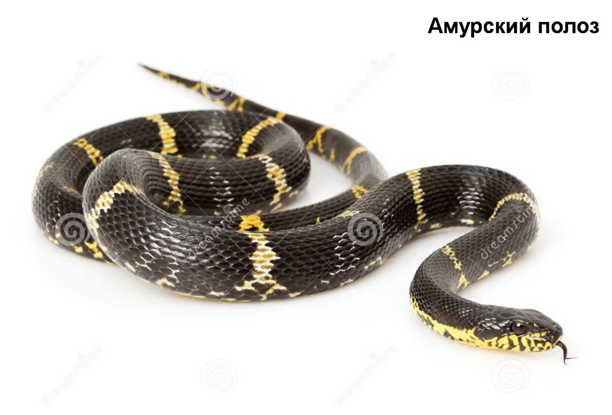 Амурский полоз белая
