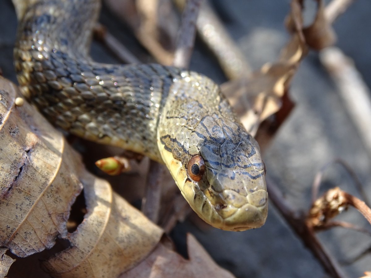 Узорчатый полоз Приморский край