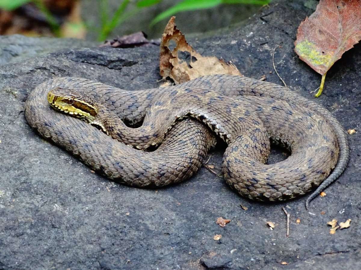 Амурский щитомордник змея