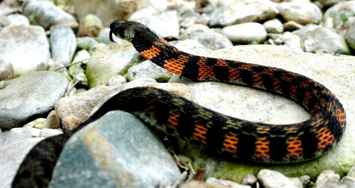 Тигровый полоз Приморье