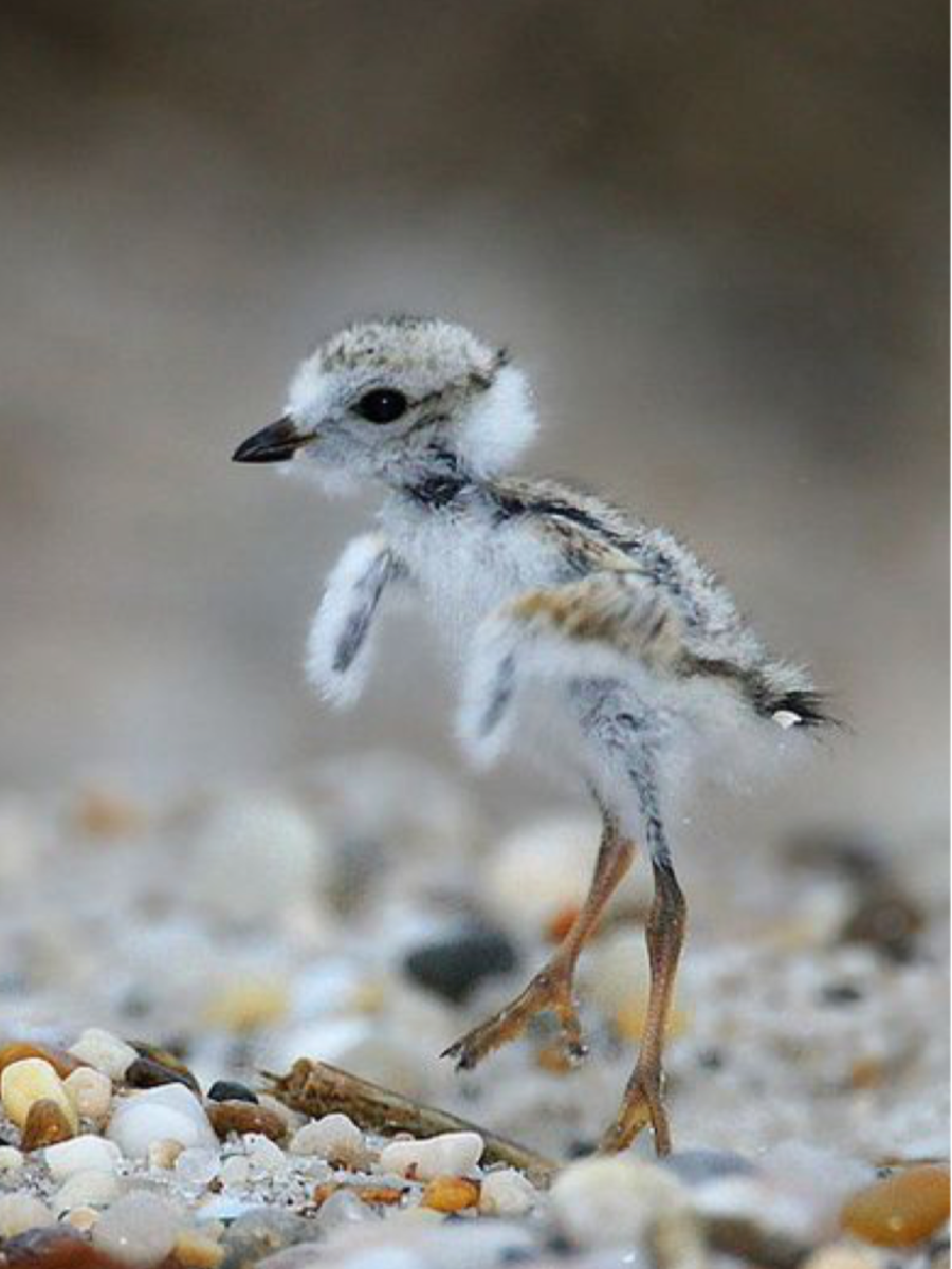 Птица секретарь детеныш