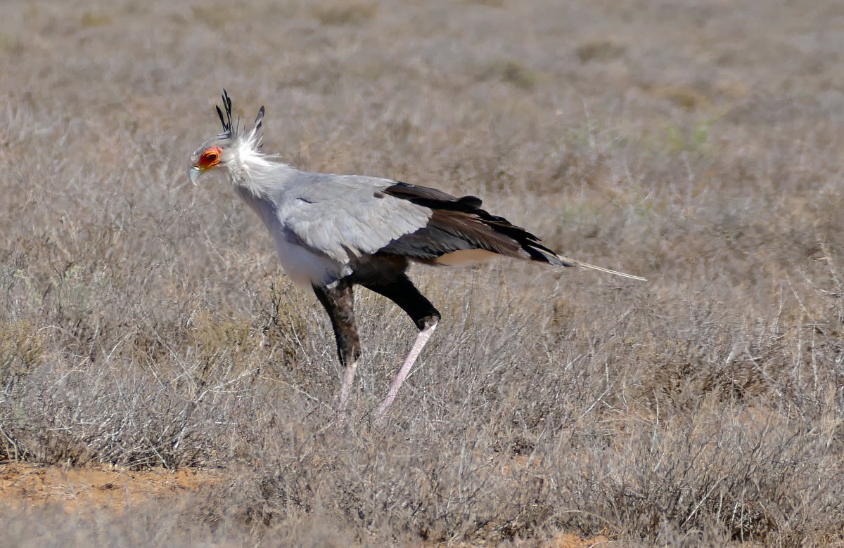 Sagittarius serpentarius птица
