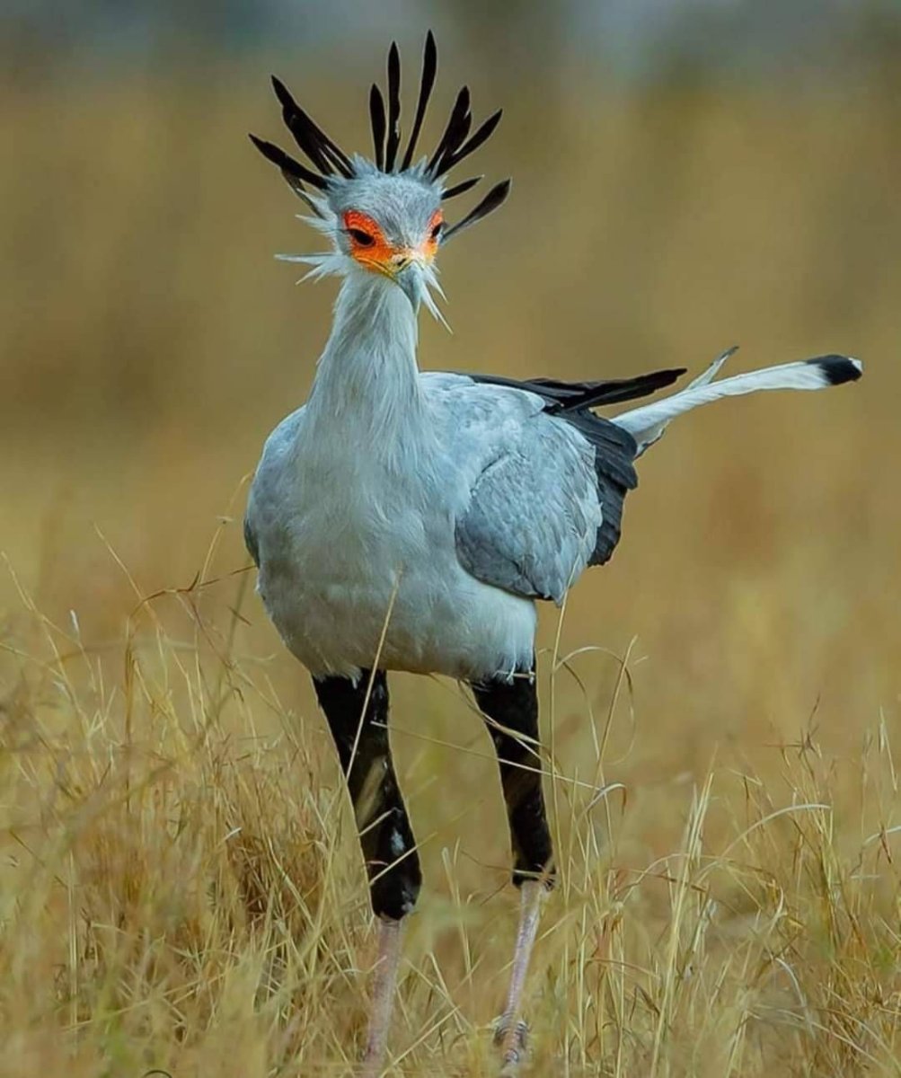 Птица секретарь ареал