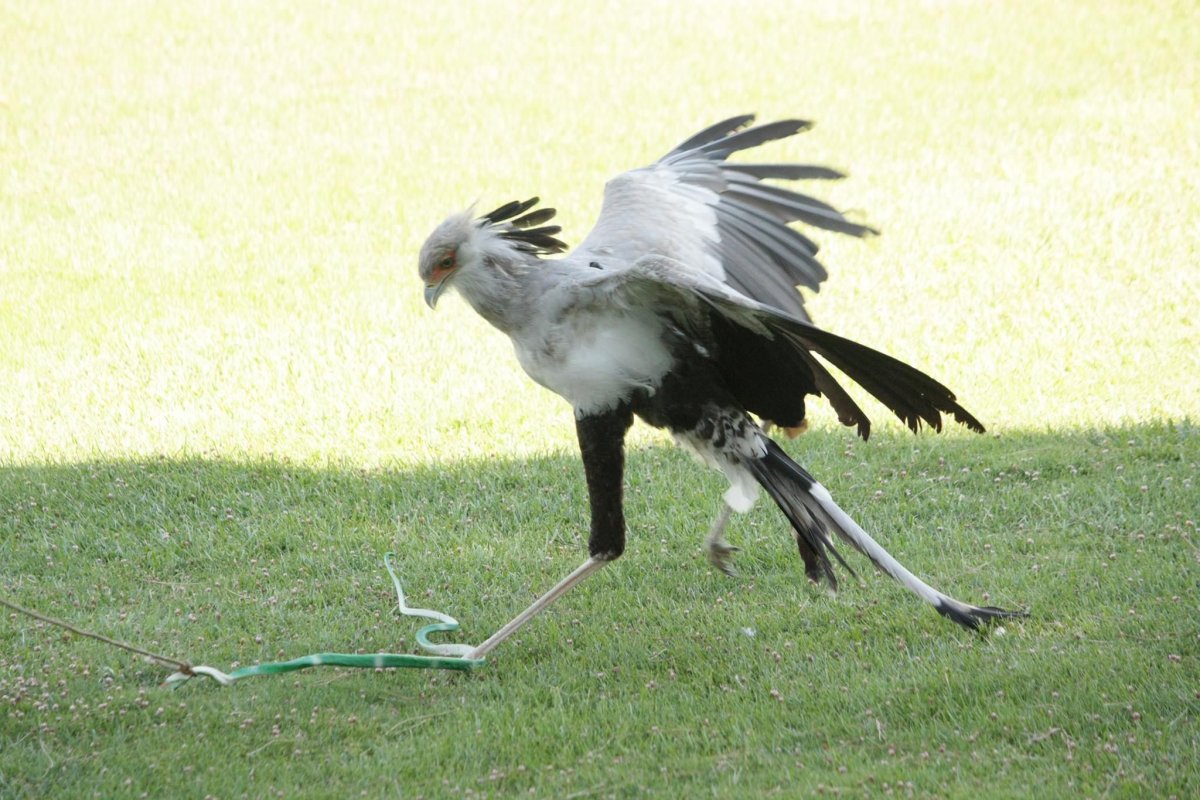 Птица секретарь и змея
