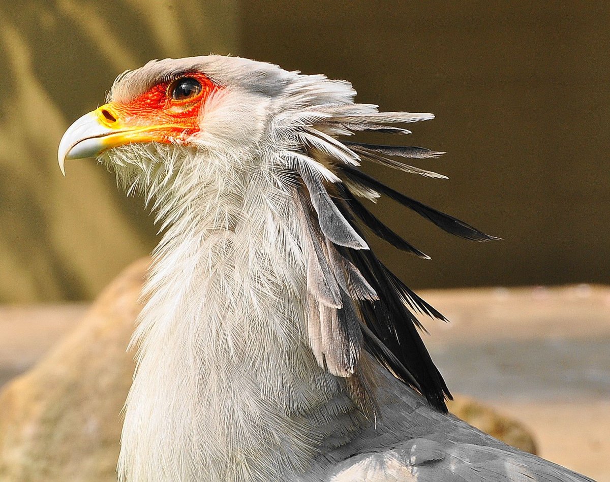 Птицы саванны хищники