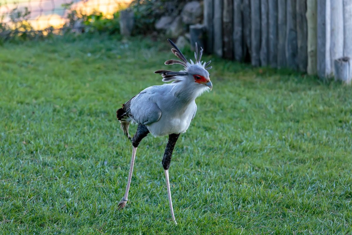 Птица секретарь лапы