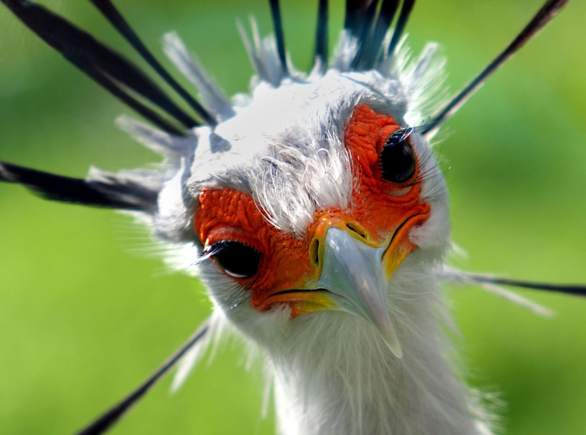 Птица секретарь