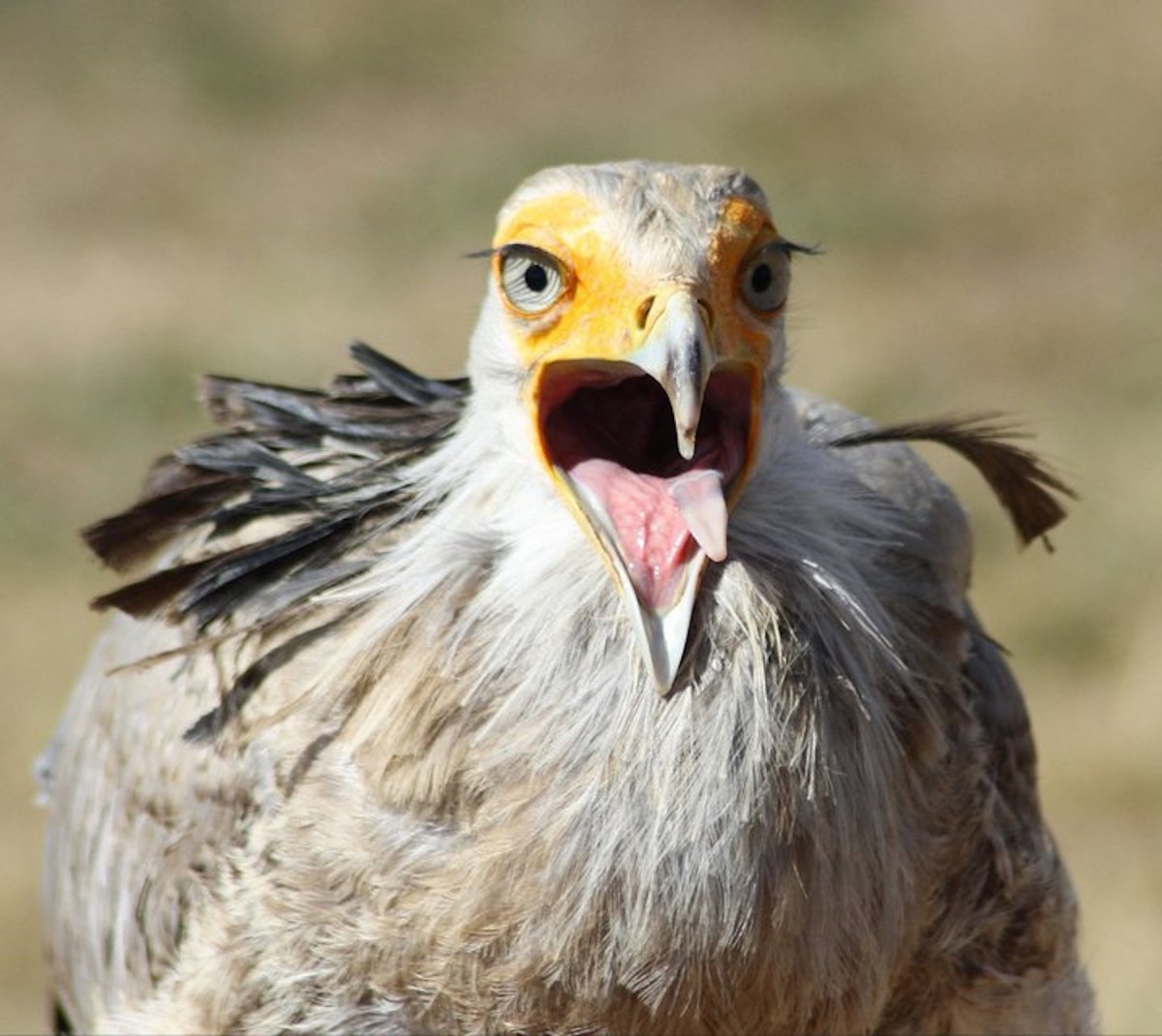 Птица секретарь прикол