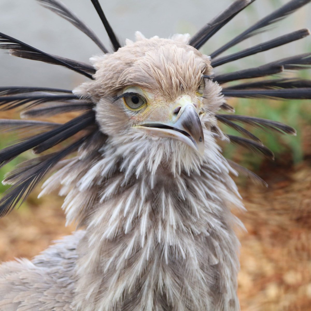 Птица секретарь Морад