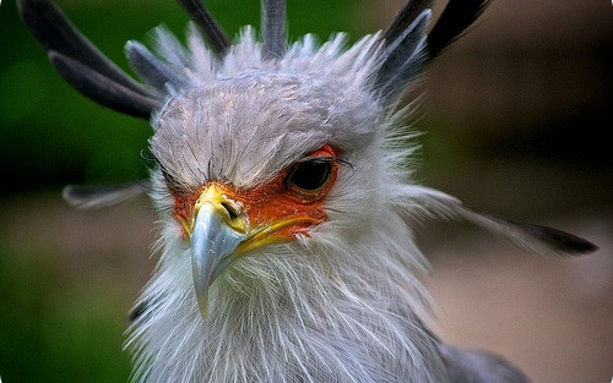 Птица секретарь