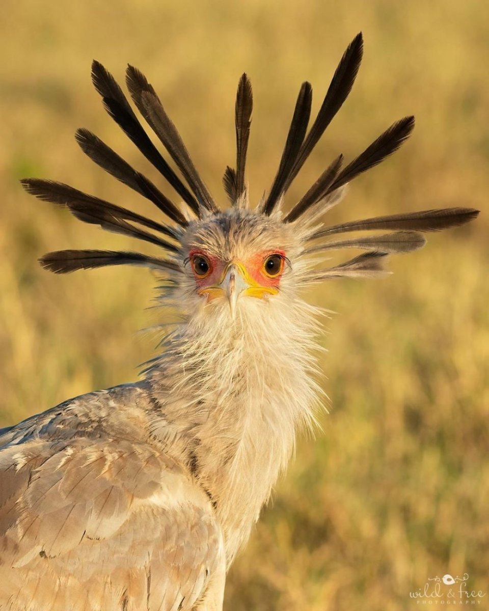 Птица-секретарь птицы Африки