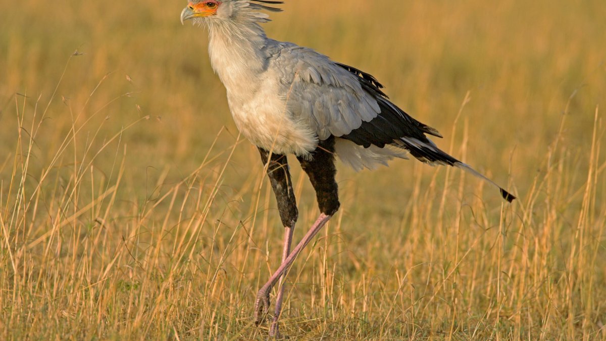 Секретарь птица Судан