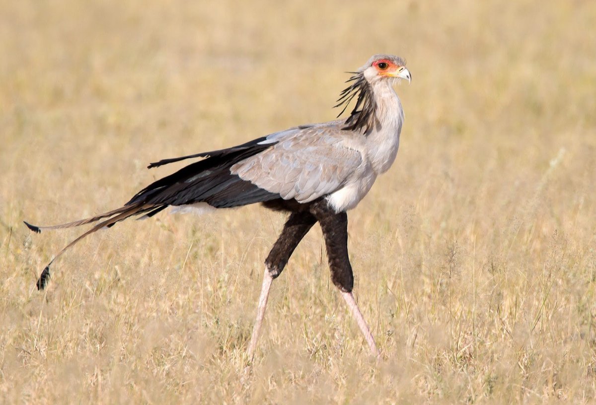Птица секретарь ареал