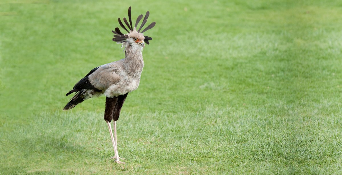 Птица секретарь Ханса