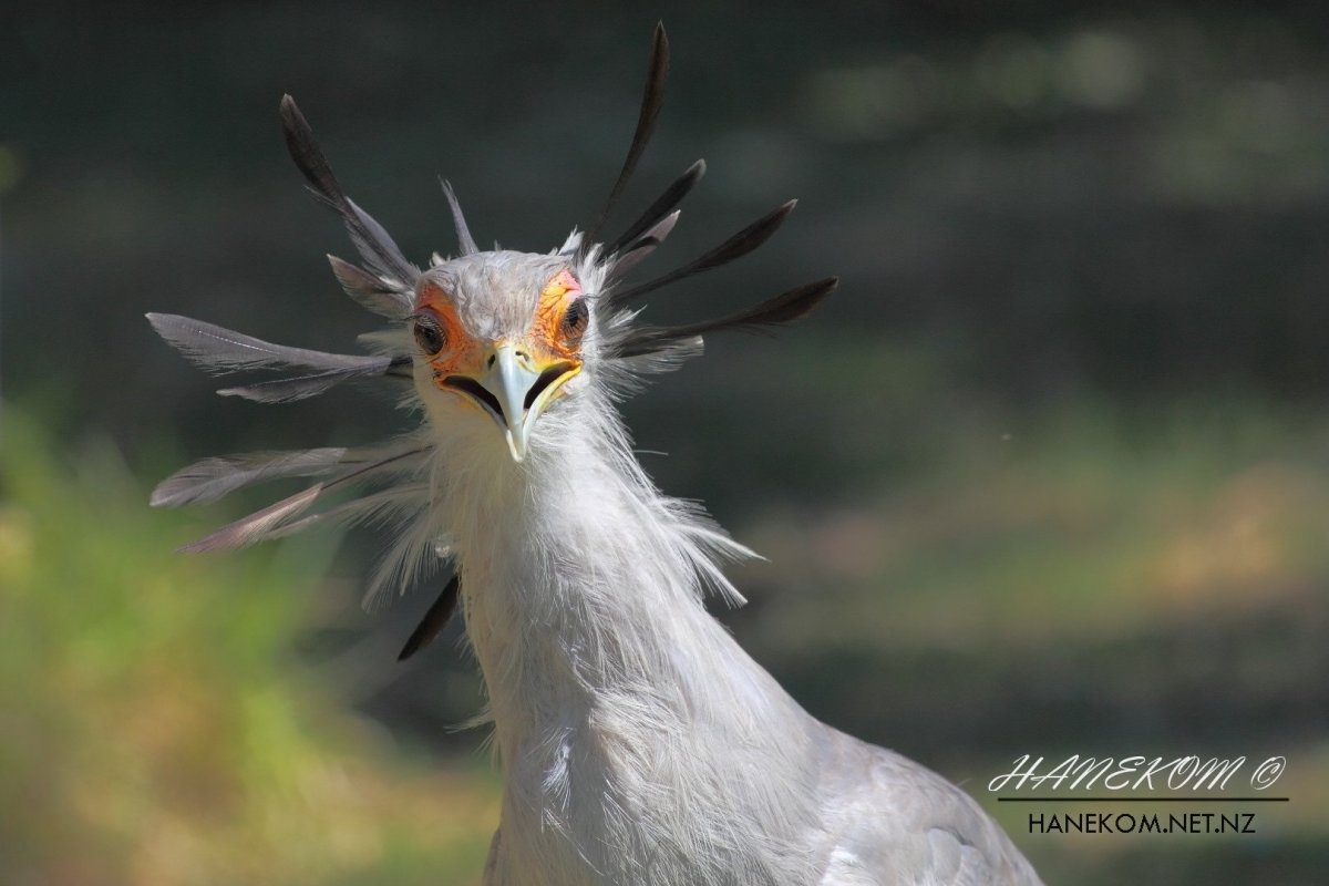 Птица секретарь Морад