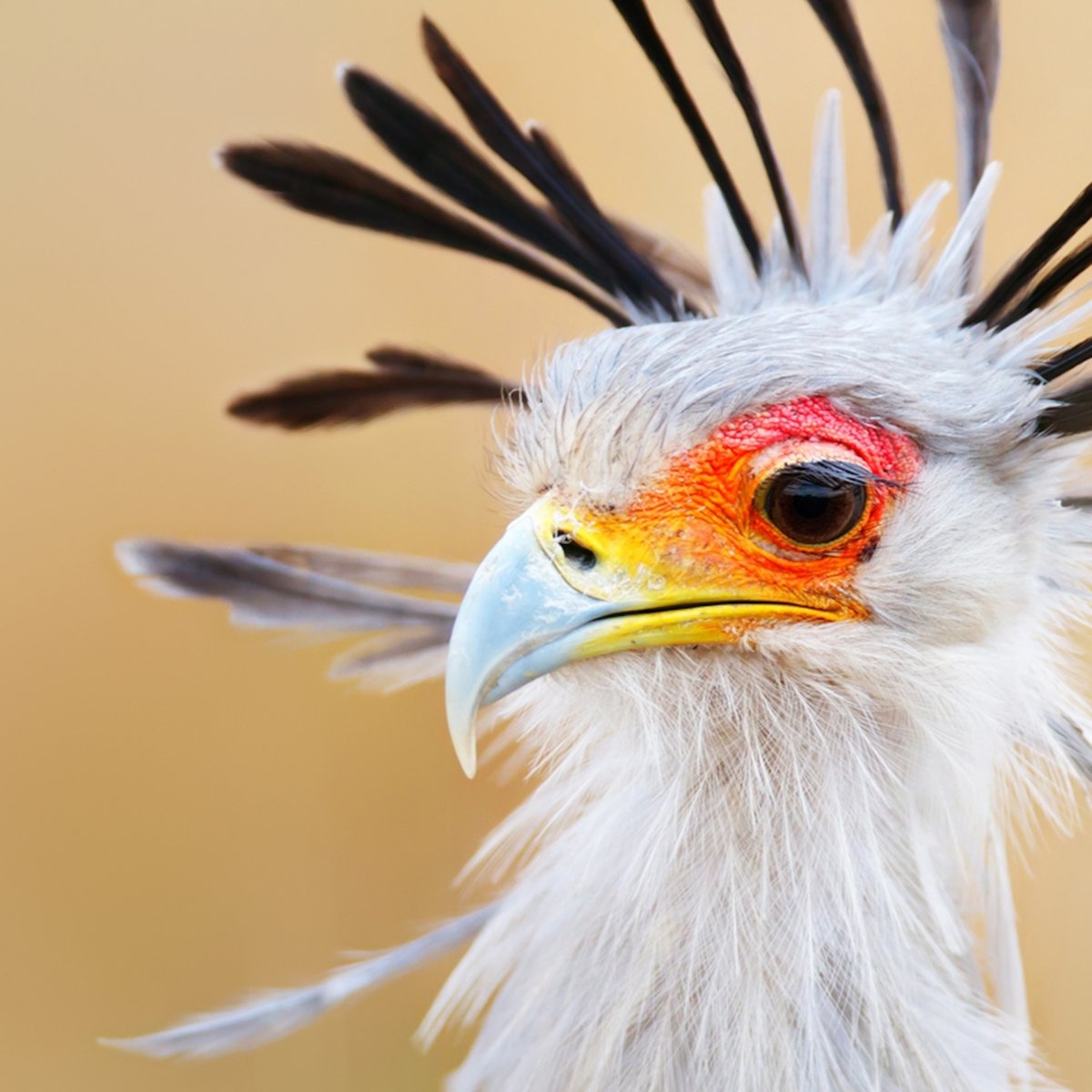 Птица секретарь из мультфильма