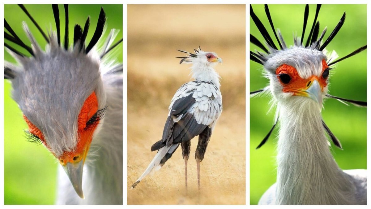 Птица секретарь Ханса