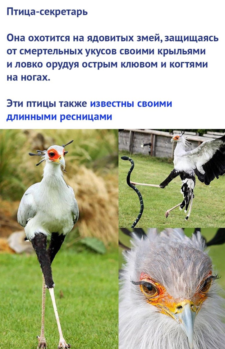 Птица секретарь охотится