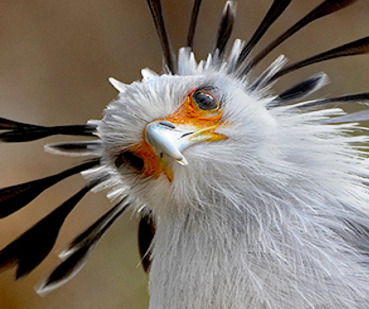 Птица секретарь мультик