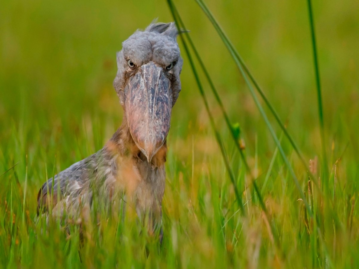 Птица директор