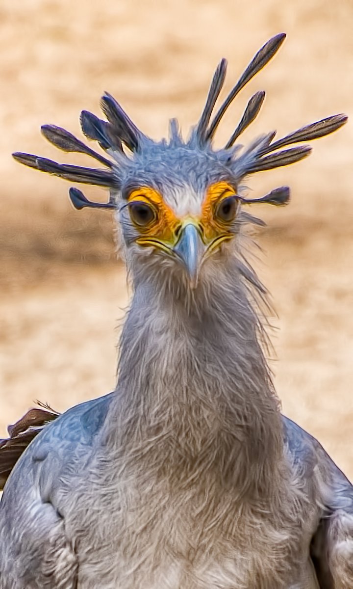 Птица секретарь самка