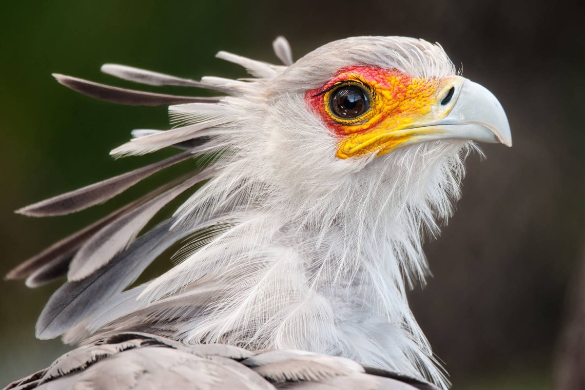 Птица секретарь красивые фото девушек