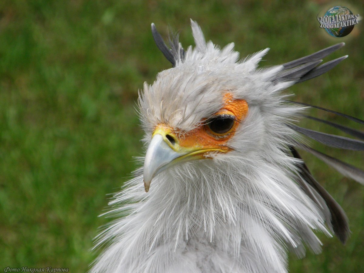 Птица секретарь красивые фото композиция