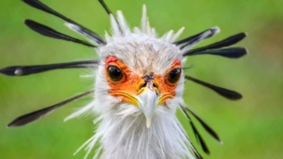 Птица секретарь прикол