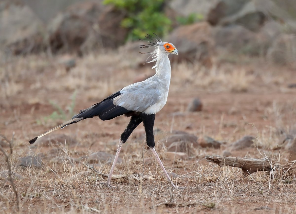 Птица секретарь ест змею