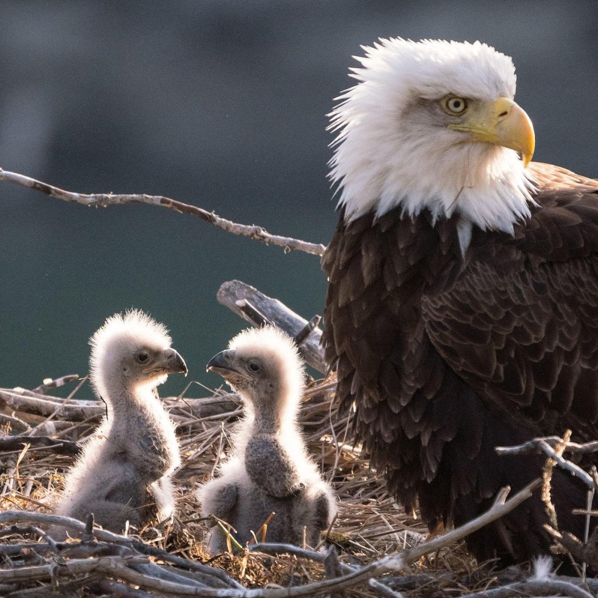 Орлан белохвост птенцы