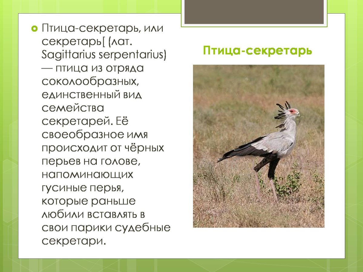 Птица секретарь рассказ