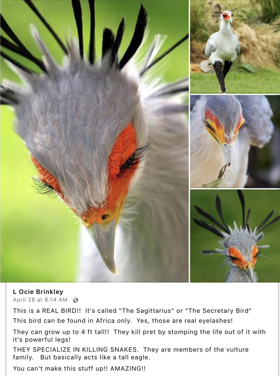 Для чего птице секретарю ресницы?