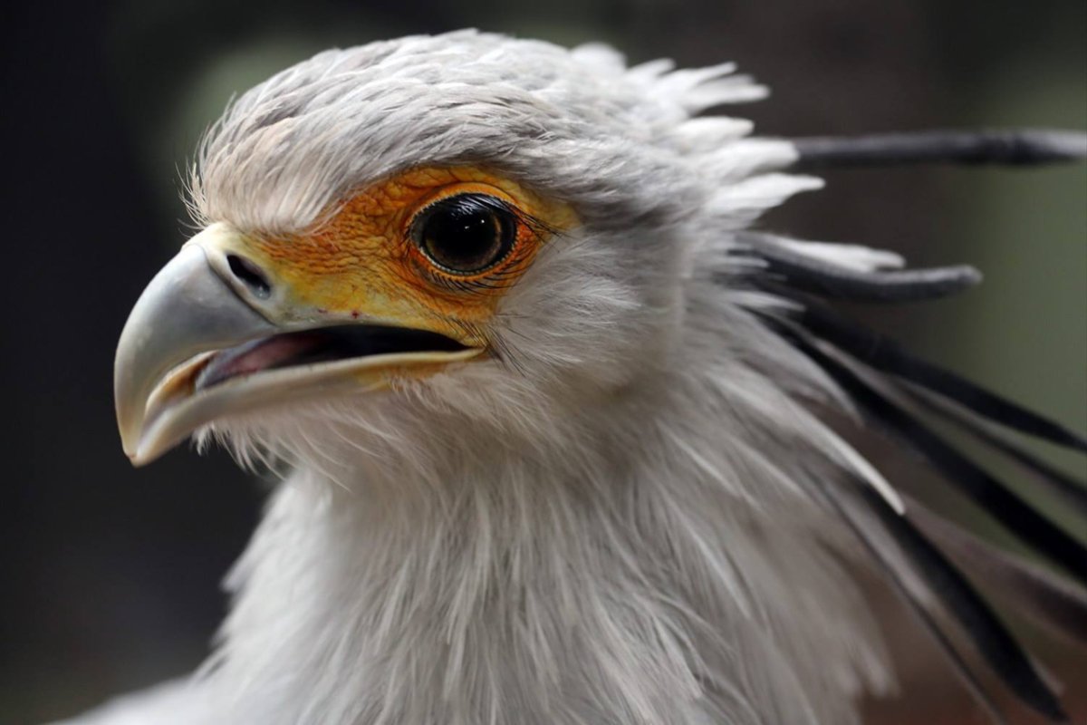 Орел с хохолком и бровями