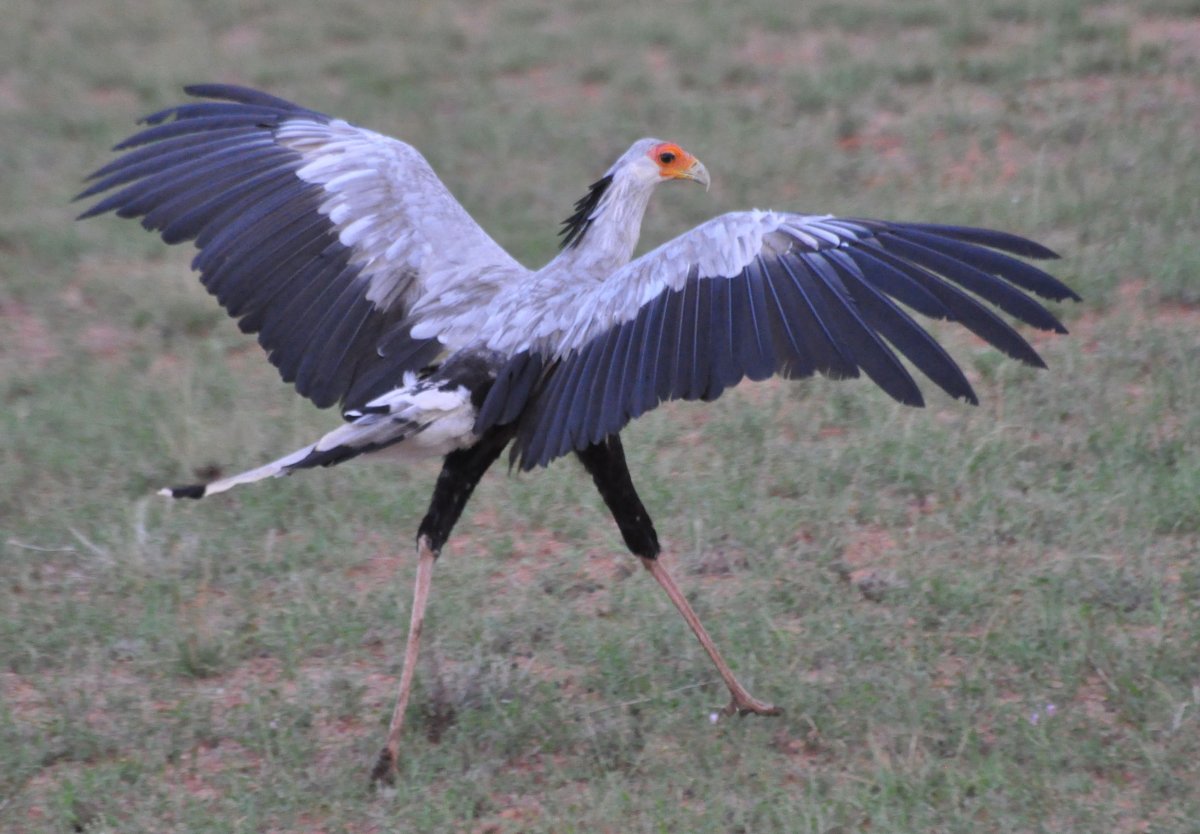 Птица секретарь на охоте